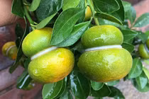 Độc lạ quất hồ lô giá “bèo” lần đầu xuất hiện