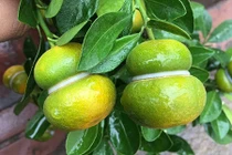 Độc lạ quất hồ lô giá “bèo” lần đầu xuất hiện