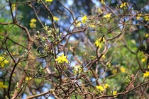 Chiêm ngưỡng “lão mai” trăm tuổi gần 6 tỷ không mua nổi 