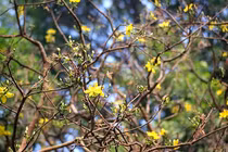 Chiêm ngưỡng “lão mai” trăm tuổi gần 6 tỷ không mua nổi 