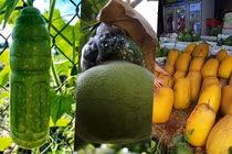 "Mắt chữ A mồm chữ O" về những loại quả hình dáng kỳ lạ gây sốt