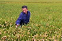 Đi Audi, ở biệt thự vẫn trồng lúa