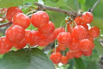 Tận mục giống cherry Nhật Bản có giá "trên trời"
