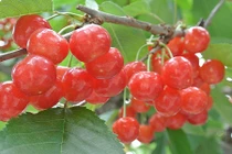 Tận mục giống cherry Nhật Bản có giá "trên trời"