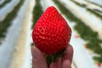 Dâu tây 500.000 đồng/quả đang gây sốt ngon cỡ nào?