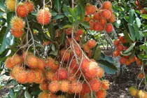 6 sai lầm mua chôm chôm bà nội trợ giỏi cũng dễ mắc 