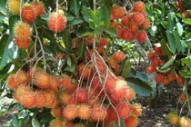 6 sai lầm mua chôm chôm bà nội trợ giỏi cũng dễ mắc 