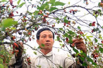 Cận cảnh vườn dâu tằm hơn trăm triệu đồng mỗi năm 