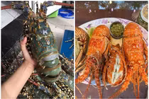 Trước khi rớt giá vẫn ế, tôm hùm bông đắt cỡ nào?