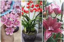 3 loại hoa độc lạ hút khách dịp Tết Tân Sửu 2021