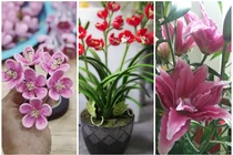 3 loại hoa độc lạ hút khách dịp Tết Tân Sửu 2021