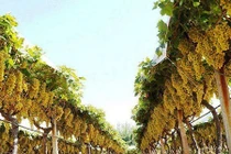 Khó tin những vườn cây sai trĩu quả, “hốt” núi tiền 