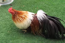 Đại gia Việt dốc tiền triệu lùng mua gà Tân Châu 