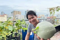Mướt mắt vườn rau quả trĩu trịt trên sân thượng nhà Trọng Tấn