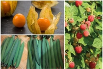 3 loại quả dại mọc bờ rào nay lên kệ bán cả trăm nghìn/kg