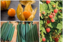 3 loại quả dại mọc bờ rào nay lên kệ bán cả trăm nghìn/kg