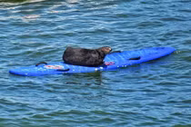 Nổi tiếng hiền lành, vì sao rái cá cướp ván lướt sóng của du khách? 