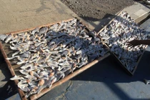 Sự thật “tàn ác” đằng sau bát súp vây cá mập phục vụ đại gia