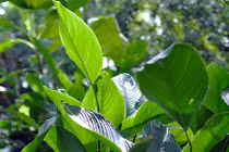 Ảnh: Vùng trồng lá dong lớn nhất Đồng Nai hối hả thu hoạch Tết