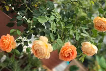 Mãn nhãn những vườn hoa đẹp như mơ của mẹ Việt ở Nhật