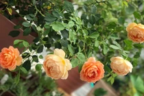 Mãn nhãn những vườn hoa đẹp như mơ của mẹ Việt ở Nhật