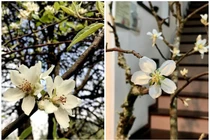 Hoa táo mèo Tây Bắc xuống phố hút dân mê hoa đặt mua