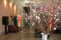 Đến chúc Tết bố vợ, con rể đại gia hành xử khiến cả họ bức xúc