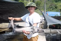 Kinh ngạc những hồ cá bạc tỷ trên núi của nông dân Việt