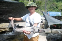 Kinh ngạc những hồ cá bạc tỷ trên núi của nông dân Việt