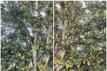 Thích thú ngắm những cây mít “quả nhiều không đếm nổi” 