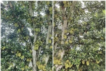 Thích thú ngắm những cây mít “quả nhiều không đếm nổi” 