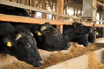 Thịt bò Wagyu gần 10 triệu đồng/kg được nuôi thế nào?