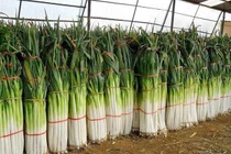 Hành lá cao nhất thế giới được treo thưởng 100 triệu có gì đặc biệt?