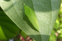 Bất ngờ loại nhộng sâu “ghê sợ” đắt ngang ba chỉ bò Mỹ vẫn hút khách