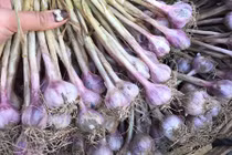 Tỏi tía ngon hảo hạng trồng nơi mây mù giá siêu rẻ