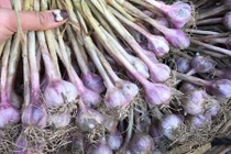 Tỏi tía ngon hảo hạng trồng nơi mây mù giá siêu rẻ