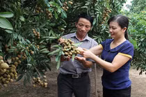 Nhãn lồng tiến Vua "đỉnh của đỉnh" trúng mùa, ước thu cả trăm tỷ