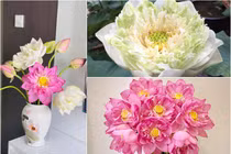 Sen bách diệp đắt gấp đôi loại thường nhưng vẫn không đủ bán