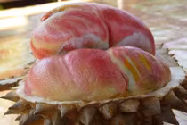 Sầu riêng ruột hồng như trái đào “độc nhất vô nhị“ nhưng vị mới lạ