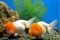 “Vua cá vàng” vài chục triệu/con dân chơi mê mệt nuôi thế nào?