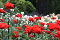 Ngắm vườn hồng hàng nghìn gốc đẹp mê hồn ở Nhật Bản