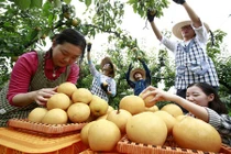 Ảnh độc vườn lê nâu Hàn Quốc siêu đắt đỏ