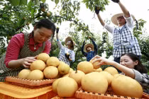 Ảnh độc vườn lê nâu Hàn Quốc siêu đắt đỏ