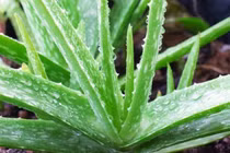 Cây cảnh trồng trong nhà tiết lộ tính cách như thế nào? 