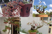 Kỳ lại thú chơi bonsai dâu tằm chín đỏ đẹp hút mắt của đại gia