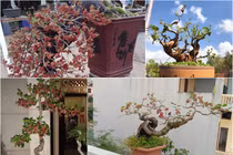 Kỳ lại thú chơi bonsai dâu tằm chín đỏ đẹp hút mắt của đại gia