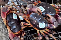 Loài cua lạ thơm mùi thuốc bắc, 2 triệu đồng/kg vẫn “cháy hàng“