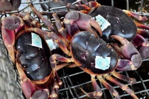 Loài cua lạ thơm mùi thuốc bắc, 2 triệu đồng/kg vẫn “cháy hàng“