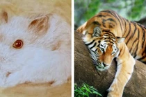 Tuần mới: 2 con giáp hốt tiền thiên hạ, 1 con giáp nghèo thê thảm 