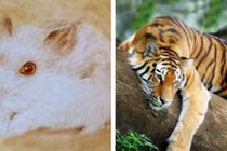 Tuần mới: 2 con giáp hốt tiền thiên hạ, 1 con giáp nghèo thê thảm 